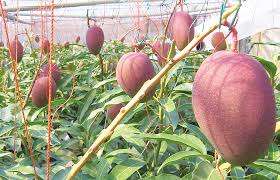The largest fruits with the highest sugar content and the most vibrant red skin are sold as taiyo no tamogo (egg of the sun). May S Recipe Enjoy Mango And Papaya Japan Fruits Information On Fruit And Fruit Picking Activities In Japan