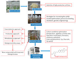 Antioxidants Free Full Text Powerful Plant Antioxidants A New Biosustainable Approach To The Production Of Rosmarinic Acid Html