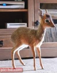 صور الظبي Animals Kangaroo Pics