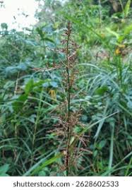 Image result for Scleria