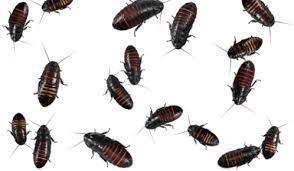 What Do Baby Roaches Look Like Pictures