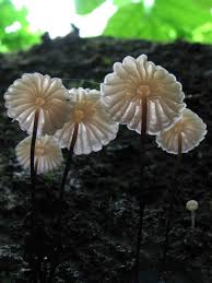 Image result for Marasmius rotula