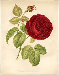 These images are great for using in crafts, collages, diy home decor projects. Remodelaholic 25 Free Printable Vintage Floral Images