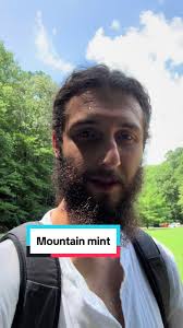 Clustered mountain mint is delicious, medicinal and a pollinator magnet.  Plant native! #nativeplants #mountainmint #mint #garden #foraging #vegan  #herbs #atlanta #georgia #usa #fypage