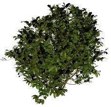 Bush Png Image Png