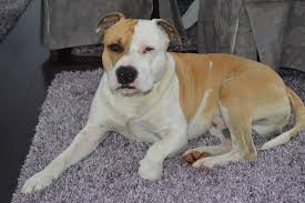 Explorează 93 anunțuri pentru telefoane replica de vanzare la cele mai bune prețuri. Pui Amstaff Devanzare 90 Photos Pet Supplies 720201 Suceava Romania