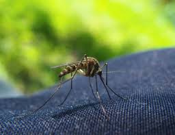 Image result for mosquito bite