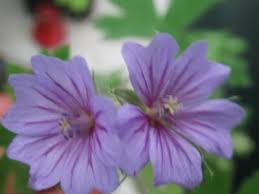 Image result for Geranium bohemicum Orchid Blue