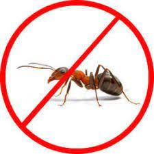 Ant Pest Control Service Georgia Atlanta Urban Wildlife Control Ant Control Termite Control Ant Pest Control