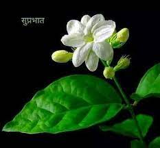 Good morning my dearest friend. Good Morning To All My Friends With White Flower Steemit