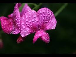 We did not find results for: Top 10 Most Pleasant Smelling Flowers In The World Youtube