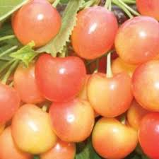 Se altoieste pe mahaleb pentru toate zonele de cultura, pe cires franc (prunus avium) din soiurile bigarreau donissen, hedelfinger si. Cires Cumpara Pom Fructifer Cires De La Yurta Yurta Ro