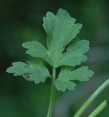 Image result for Ranunculus hispidus