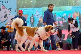 Mumbai S First Dog Festival Is Coming Soon Lbb Mumbai Click below to fill up the form. dog festival is coming soon lbb mumbai