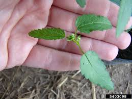 Image result for Sida spinosa