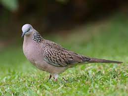 We did not find results for: Kampung Bird Tekukur Spotted Dove