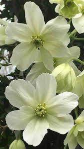 Happy in any aspect it thrives in. Clematis X Cartmanii Avalanche Evergreen Variety Of Clematis