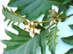 Image result for Solanum chrysotrichum