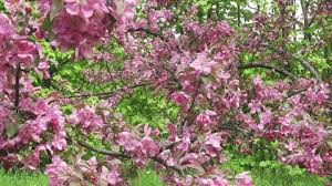 Check spelling or type a new query. Rhododendron Flowering Shrubs Trees Bushes Stock Footage Video 100 Royalty Free 1041760543 Shutterstock