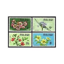 Image result for Bidens pinnatipartita