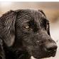 Ducks Unlimited: Bellevue Area Dinner