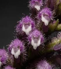 Image result for Cynorkis