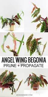 Angel Wing Begonia Care Prune And Propagate Your Plant Plants Plant Care Houseplant Propagating Plants