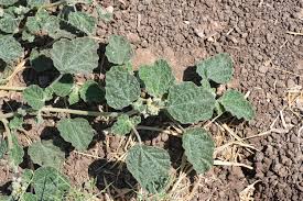 Image result for Chrozophora