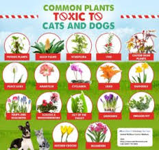 Toxic plants and flowers for cats and dogs. Eastshorevet