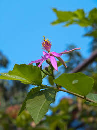 Image result for Grewia glandulosa