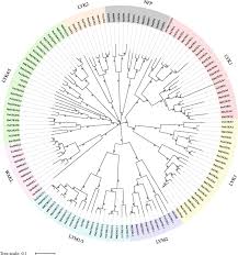 Family tree of the buendia family! Genome Wide Identification Of Lysin Motif Containing Protein Family Genes In Eight Rosaceae Species And Expression Analysis In Response To Pathogenic Fungus Botryosphaeria Dothidea In Chinese White Pear Bmc Genomics Full