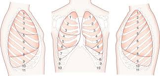 Your ribs form a protective cage that encloses many of your delicate internal organs, such as your heart and lungs. Lung Chest Wall Pleura And Mediastinum Thoracic Key