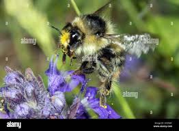 Image result for Bombus sylvarum