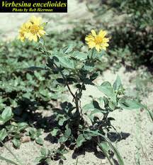 Image result for Verbesina encelioides