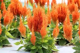Image result for Celosia elegantissima