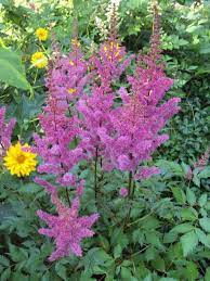 Pin On Astilbe