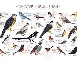 Florida Backyard Birds Field Guide Art Print Watercolor Painting Print Birdwatching Wall Art Nature Print Bird Poster Guided Art Backyard Birds Bird Poster