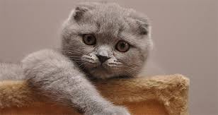 Sevimli Ve Aci Cekmeye Mahkum Kedi Irki Scottish Fold Kibris Gazetesi Kibris Haber Kktc Son Dakika Ve Gundem Haberleri