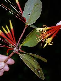 Image result for Tapinanthus forbesii