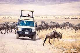 Besides, the african elephant is the strongest animal in the whole world! Top 32 African Safari Animals A Photo Guide Passport Pixels