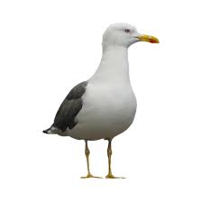 Image result for seagull