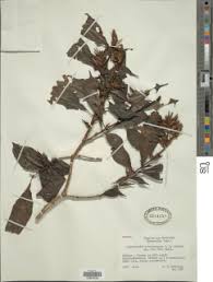 Image result for Sclerochiton hirsutus