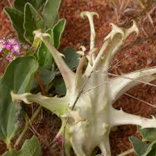 Image result for Harpagophytum procumbens
