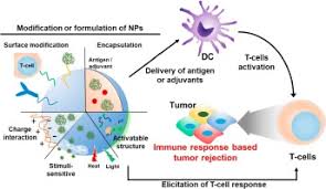 95% success of prostate cancer treatment using hifu treatment. Engineering Nanoparticle Strategies For Effective Cancer Immunotherapy Sciencedirect