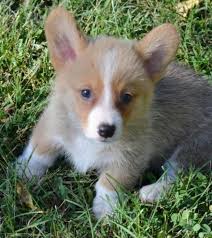 Benji for sale 11 month male pup. Keandy Corgi Puppies For Sale Handmade Michigan