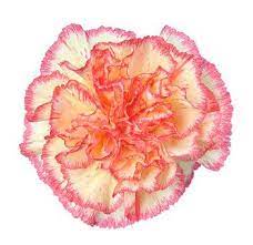 Wholesale Bi Color Yellow Red Carnations Carnation Flower Unique Wedding Flowers Tropical Wedding Flowers