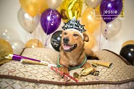 Pin By Miao Zhang On Newyear Animals Happy New Year Funny Animal Pictures Funny Happy