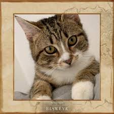 We did not find results for: Meet The Cats Of Zos The Elder Scrolls Online
