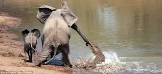 The Moment A Brave Elephant Mum Shakes A Vicious Crocodile Off Her Trunk Animals Animal Pictures Animal Photography