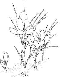 Saffron Crocus Coloring Page Free Printable Coloring Pages Flower Drawing Flower Coloring Pages Crocus Flower